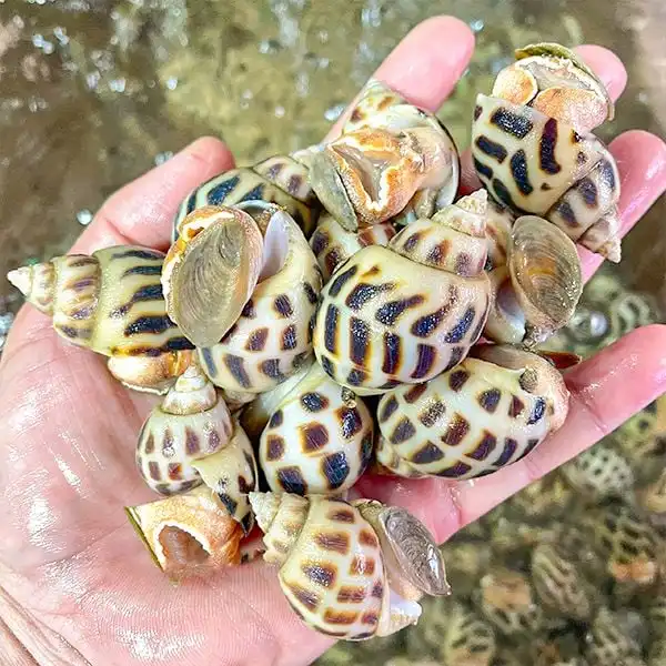 oc-huong-lam-gi-ngon